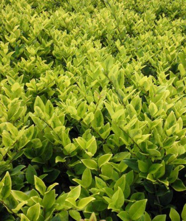 綠化苗木如何選購(gòu)？